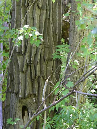 cottonwood trees