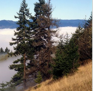 douglas fir on hillside