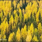 yellow larch trees