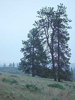 pine trees in meadow